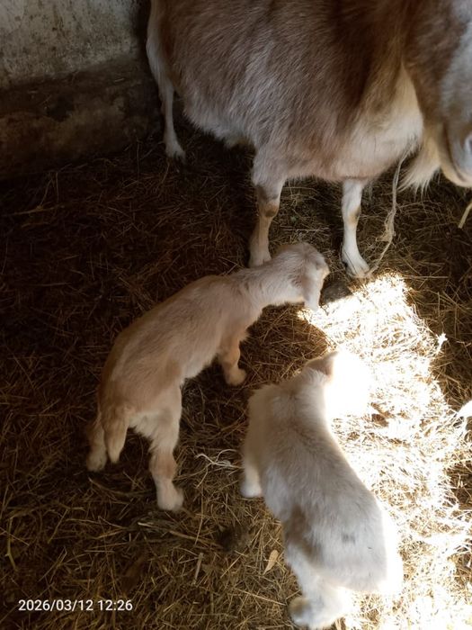 Арзан заанен сүтті ешкілері сатвлады