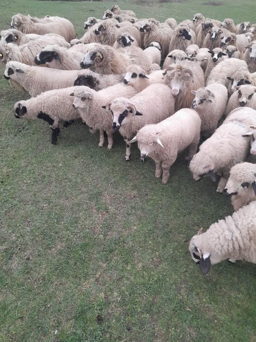 Vând miei 25 lei/ kg mai multe informații la tel 0746103011