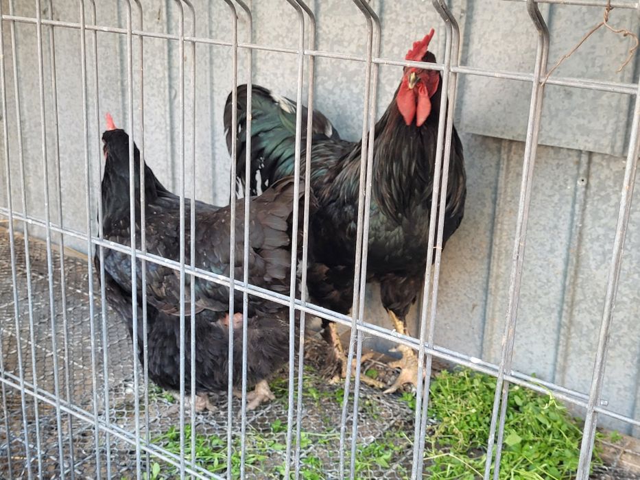 Pereche Pasari australorp