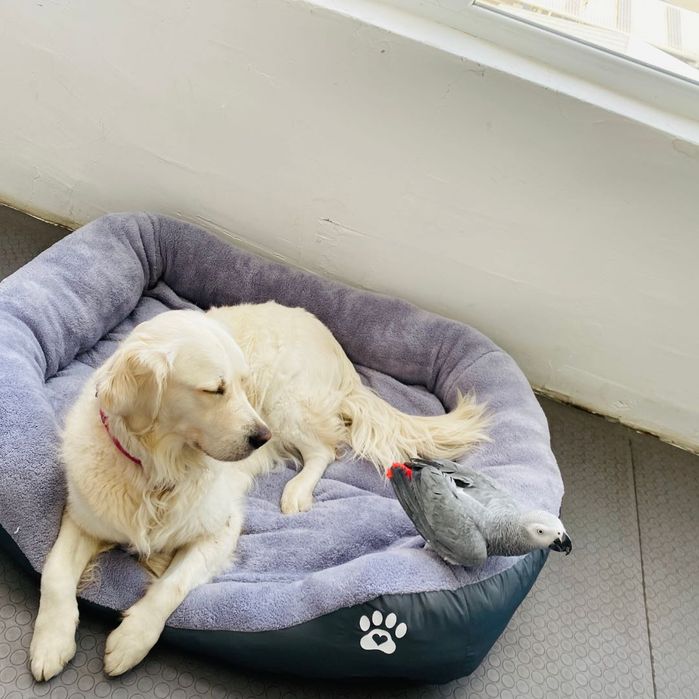 Легло за голямо куче с лапичка ХХЛ черен