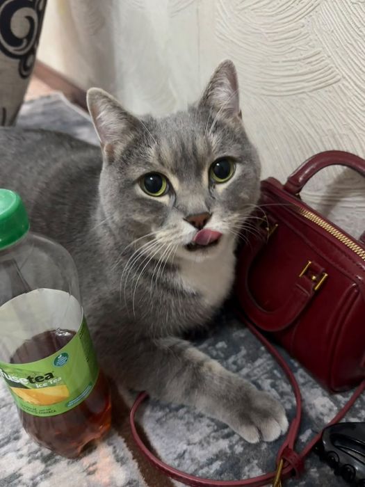 Кот шотландский.