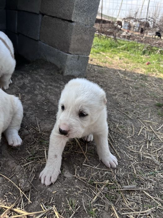 Алабай кушык