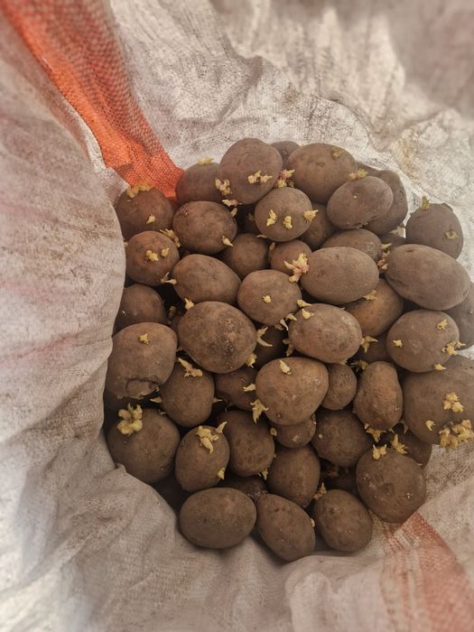 Картофель семянной