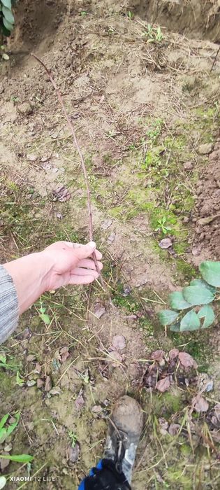 Uzum va Eron pastasi(xondonpista) bor