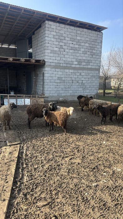 41 бас қошқар 1 жасар шаруа