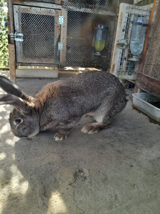 Vindem iepuri urias german, femele si masculi.