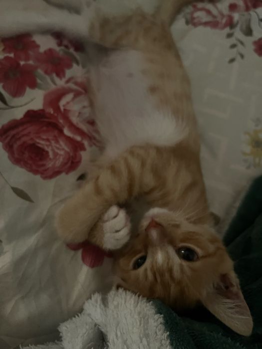 Котенок в добрые руки
