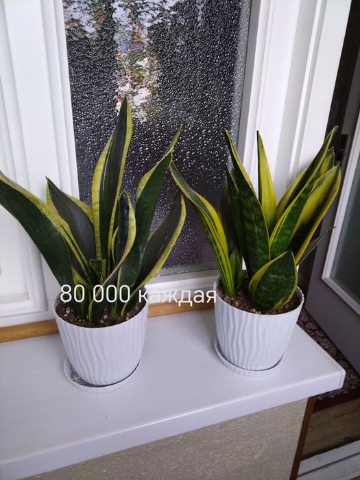 Сансевиерия продаётся