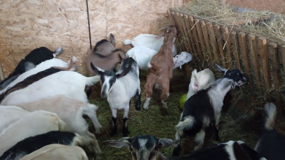 Iezii de vânzare pentru Paște