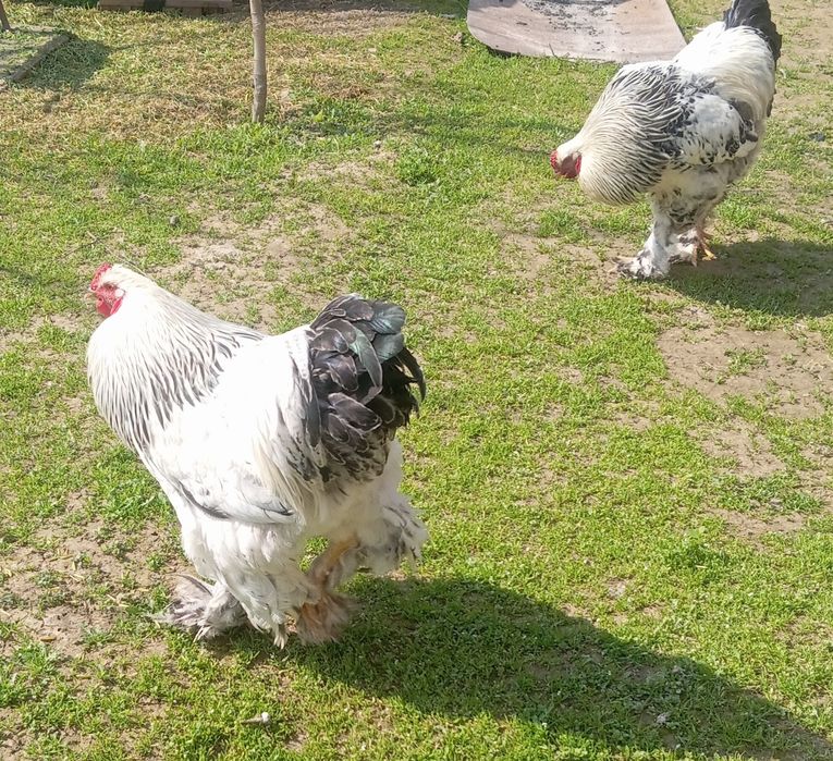 Продаются петухи светлый Брама  домашние.