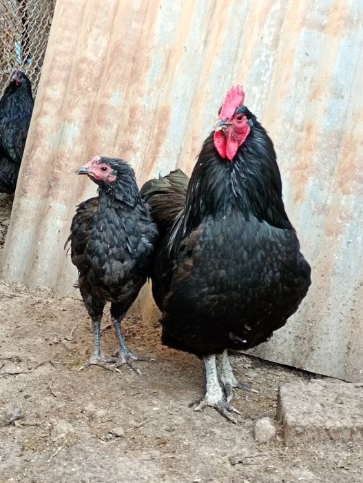 Cocoși Australorp