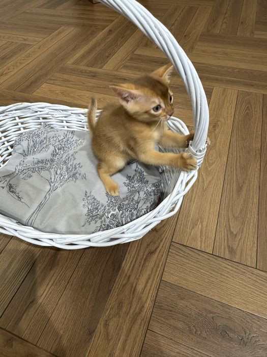 Абисинские котята