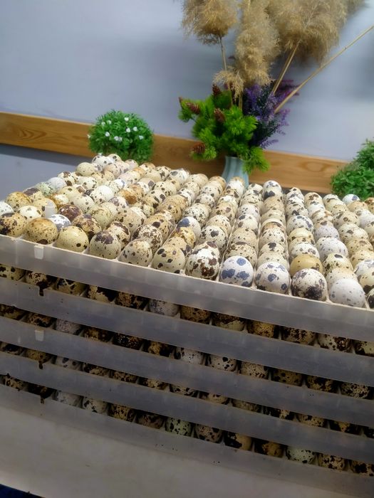 Яйцо перепелинный