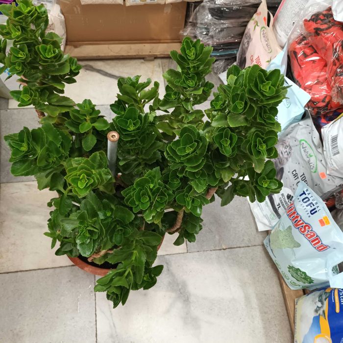 Каланхое 45лв.-80см.