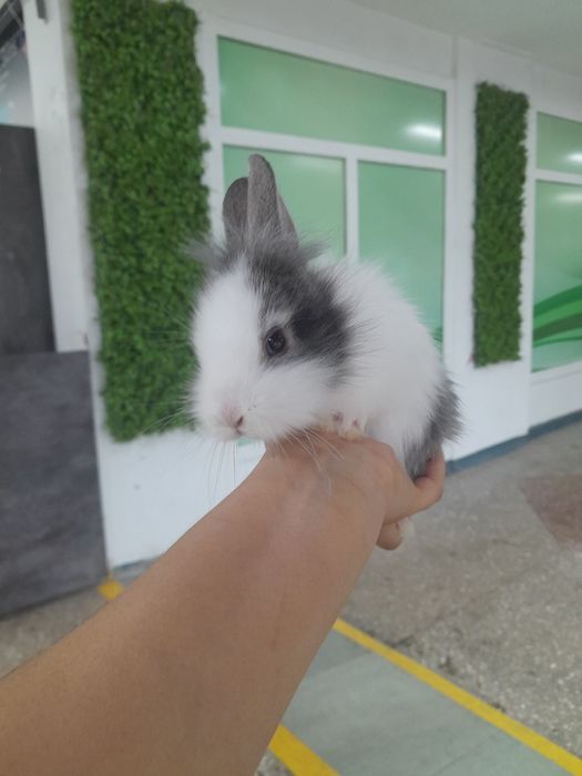 Кролики декоративные Поступление малышей