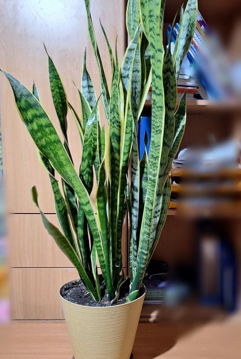 Замиакулькас ( долларовое дерево)