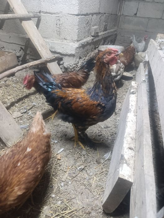 Продаю индоуток и гусей так же есть и петухи