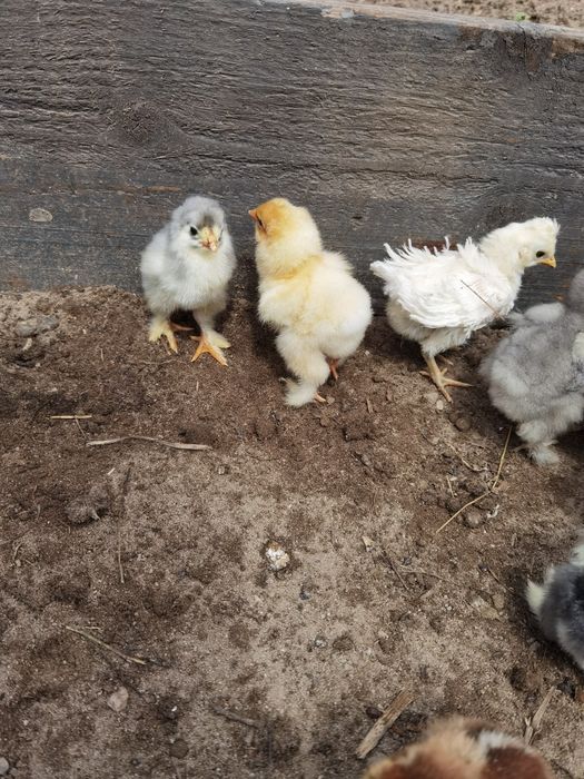 Ouă Brahma lemon si potirnichiu