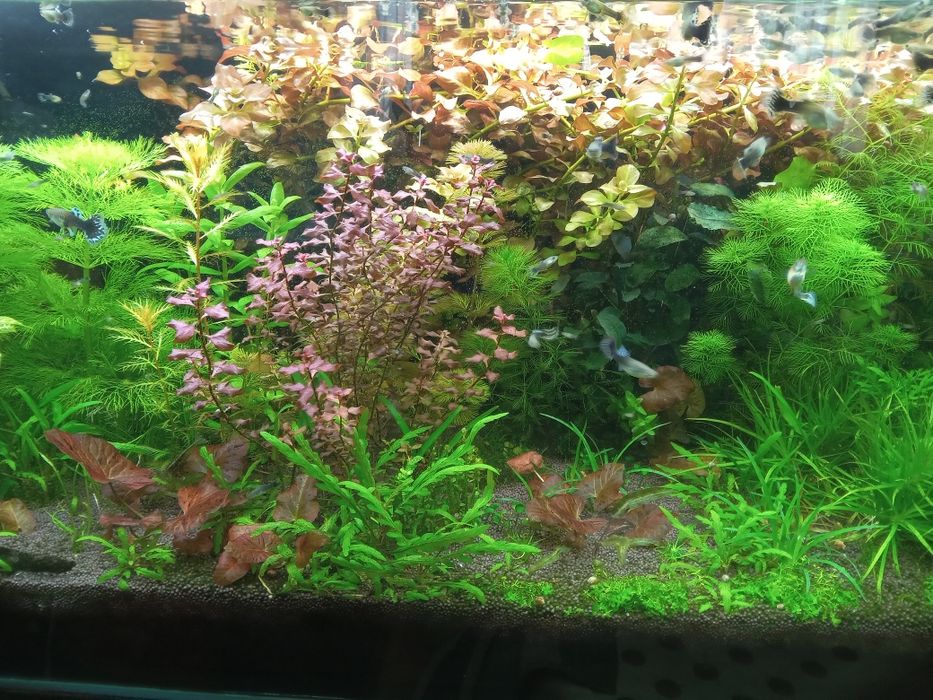 РАСТЕНИЯ в аквариум