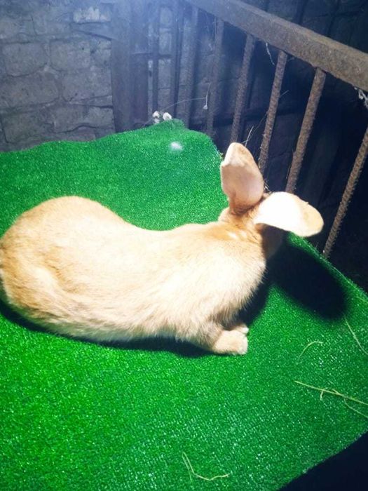 Продам кролика самца породы строкач