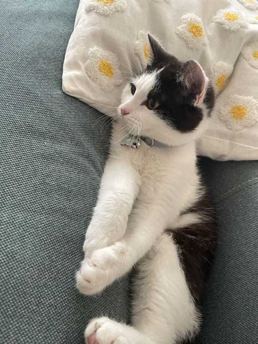 Отдам котенка в добрые руки