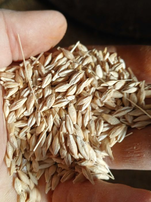 Grau avenue si orz de samanță  ( înmulțirea1) c1 !60 lei sacul 3 duble