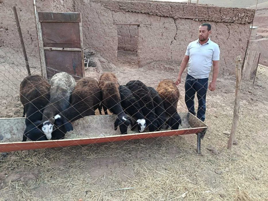 chorvo mollarini boqib sotish