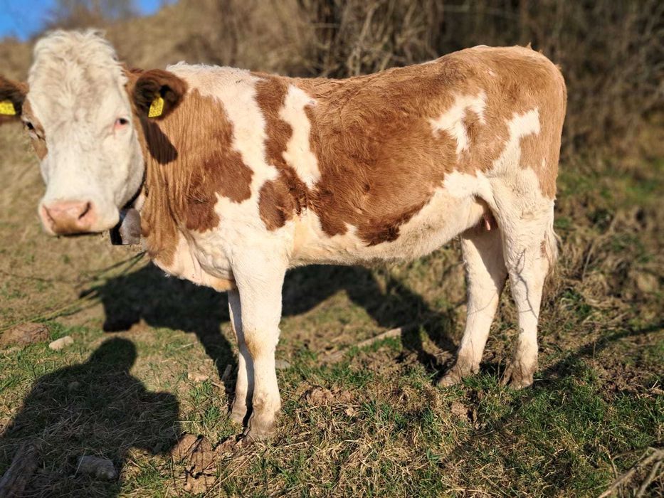 Juninci baltate de vanzare