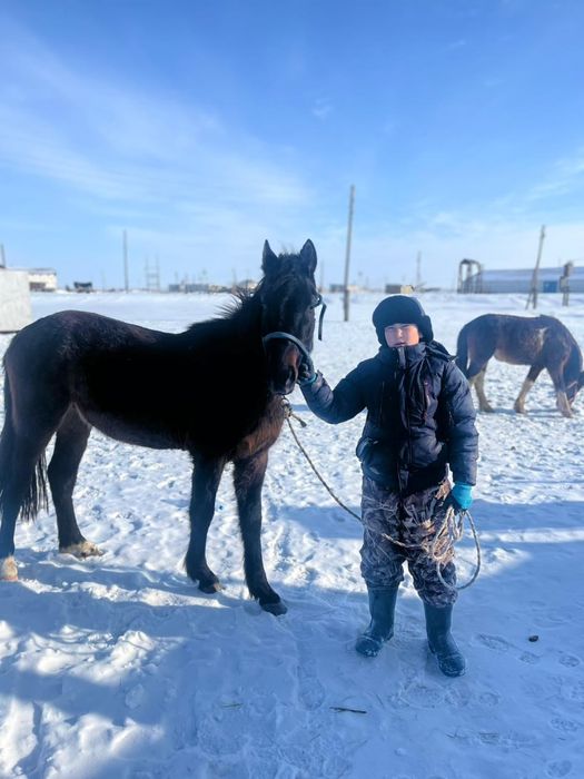 Құнан сатылады полукровка