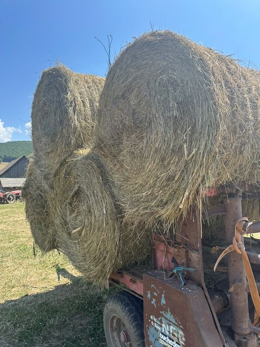 Livram baloti fan sau Lucerna La TIR  Rotunzi 1,2 m x 1,2 m min 40 Dreptunghiulari min.500 Transport inclus