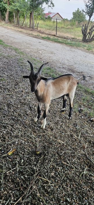 Vând țap alpin francez