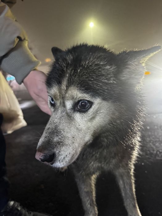 потеряшка хаски бегает казакфильм