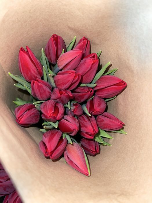 Тюльпаны оптом и в розницу