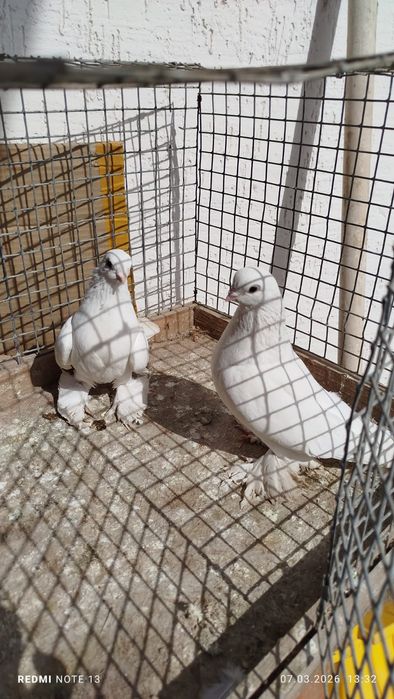 Голуби, по парам