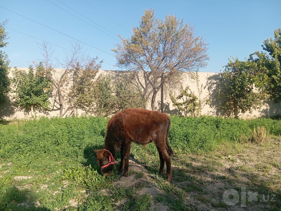 Буккача сотилади