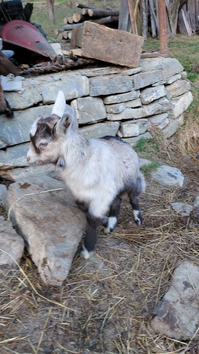 Vand ieduta.               .