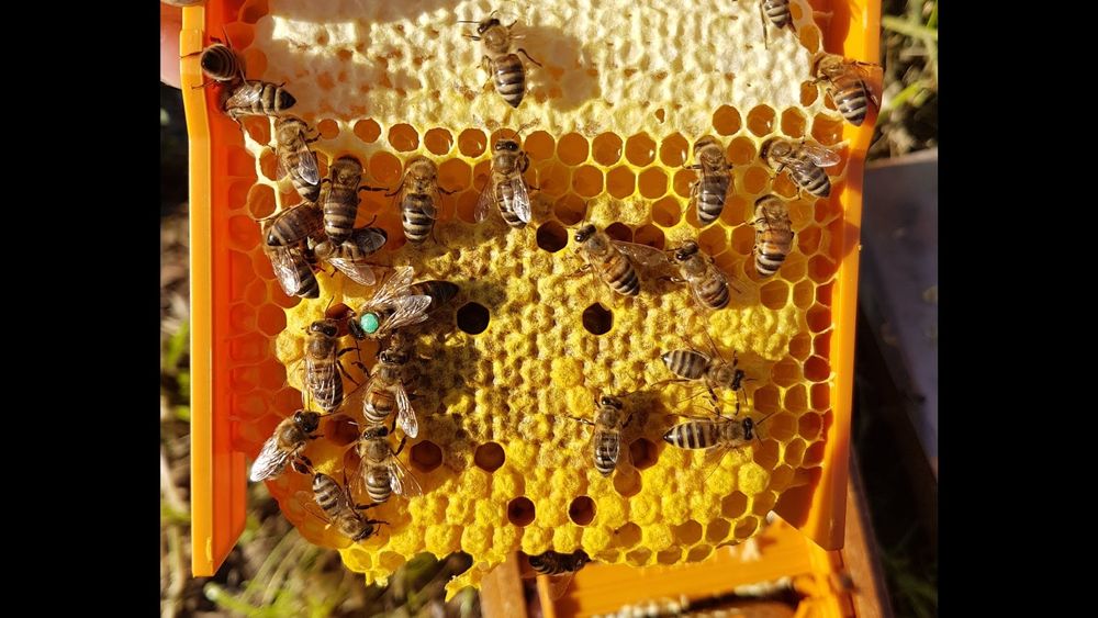 Matci carnica împerecheate in controlat in zona izolata de munte