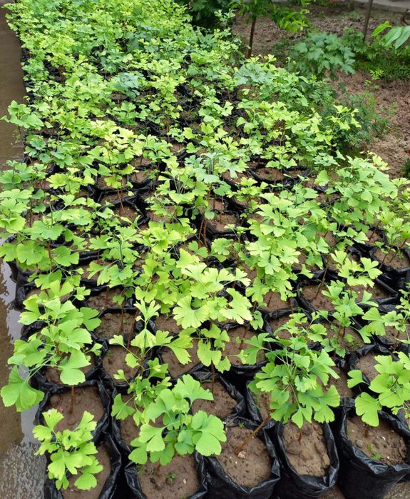 Гинкго ( Ginkgo biloba L.)