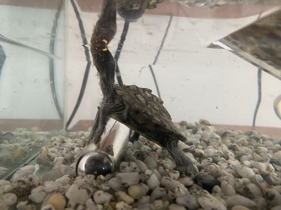 Broasca testoasa cu acvariu