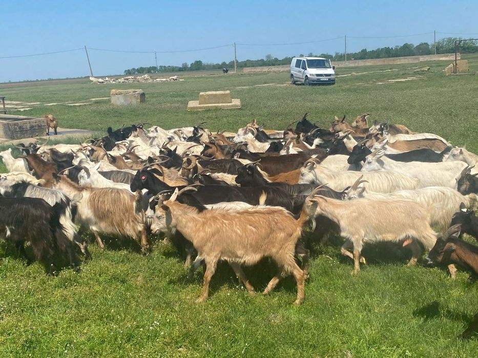 Vând 81 de capre bune de lapte