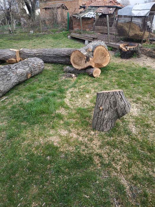 Орехови трупи 2.5 м