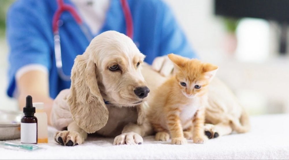 Veterinar xizmati-Ветеринар вызов на дом!!
