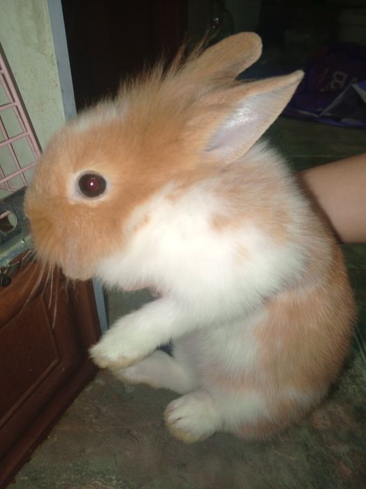 Продаю кроликов, двух