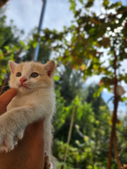 Котята Серый и Рыжий