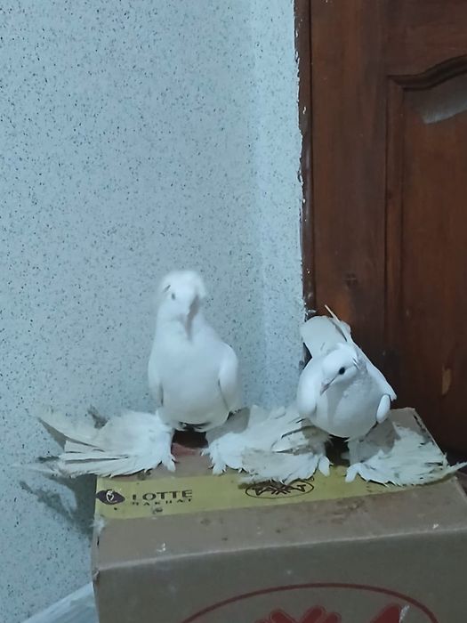 Продам голубей , с боем с летом