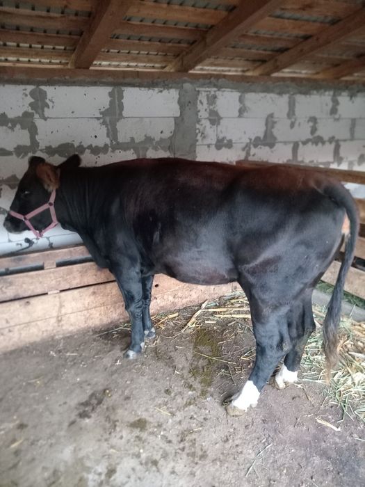 De vânzare junica Angus, grasa, frumoasa calitatea I. Preț 8500 lei. Junica are aprox. 450 kg și foarte bine întreținută ca la ferma.