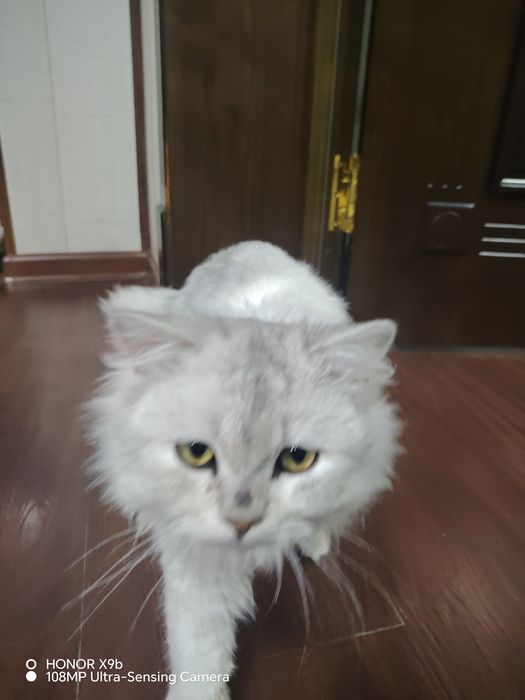 Mushuk sotiladi zotlik