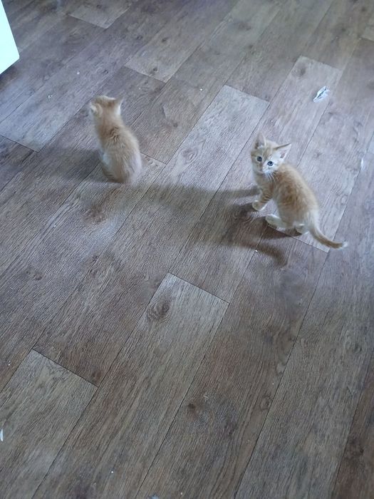 Дарю котят бесплатно