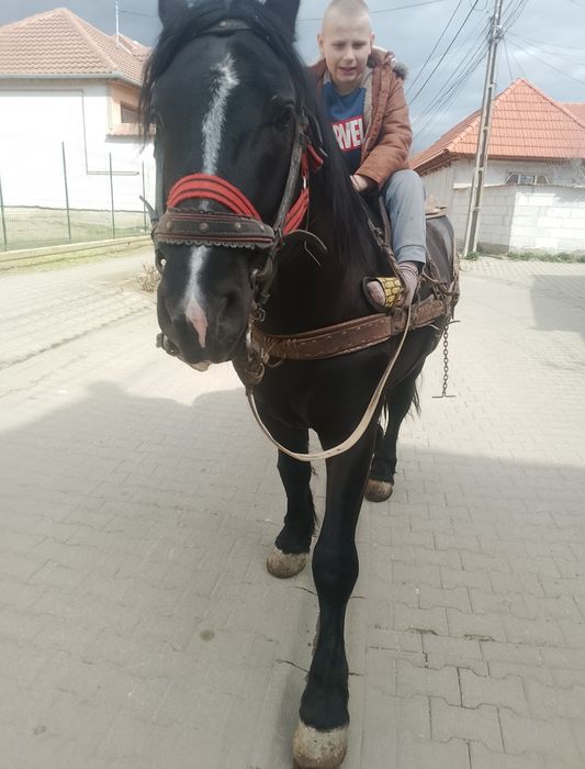 Vând armăsar de 4 ani