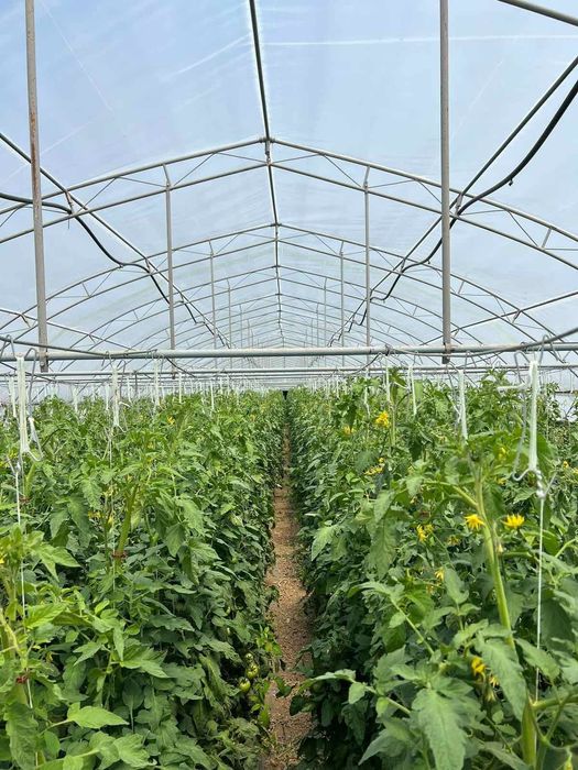 Продава се Земеделски имот в Търговище, Промишлена зона -  кв.м за 8334 €/дка - Снимка #6